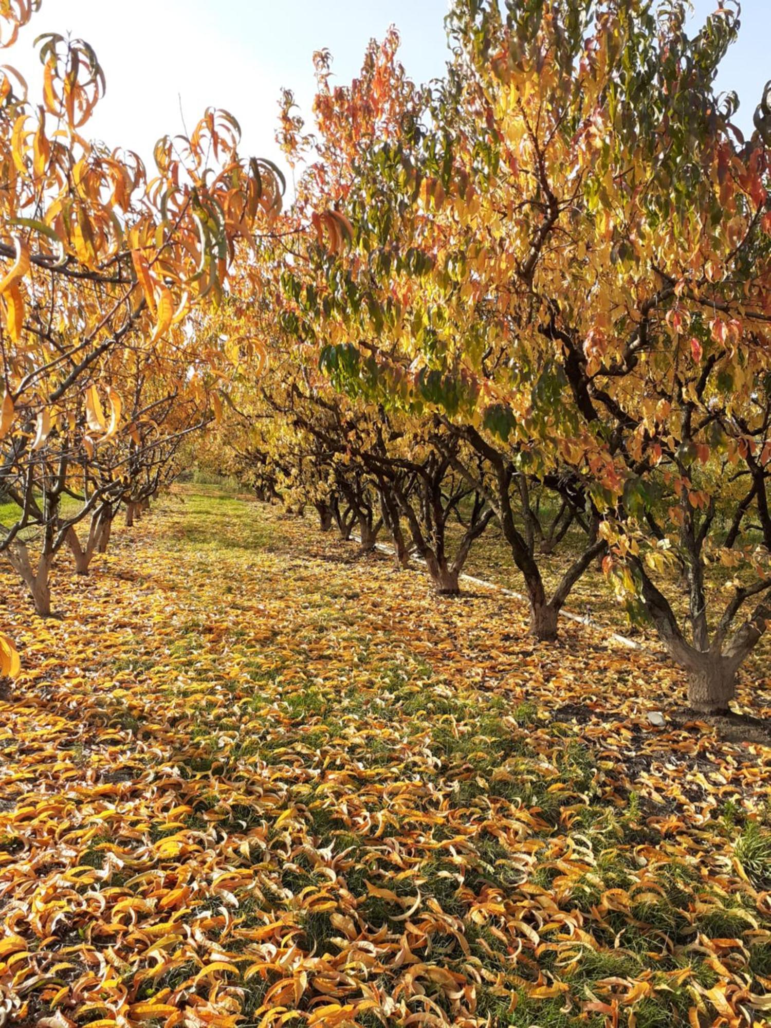 Bed and Breakfast Aux Pieds Des Vignes Ingersheim Esterno foto