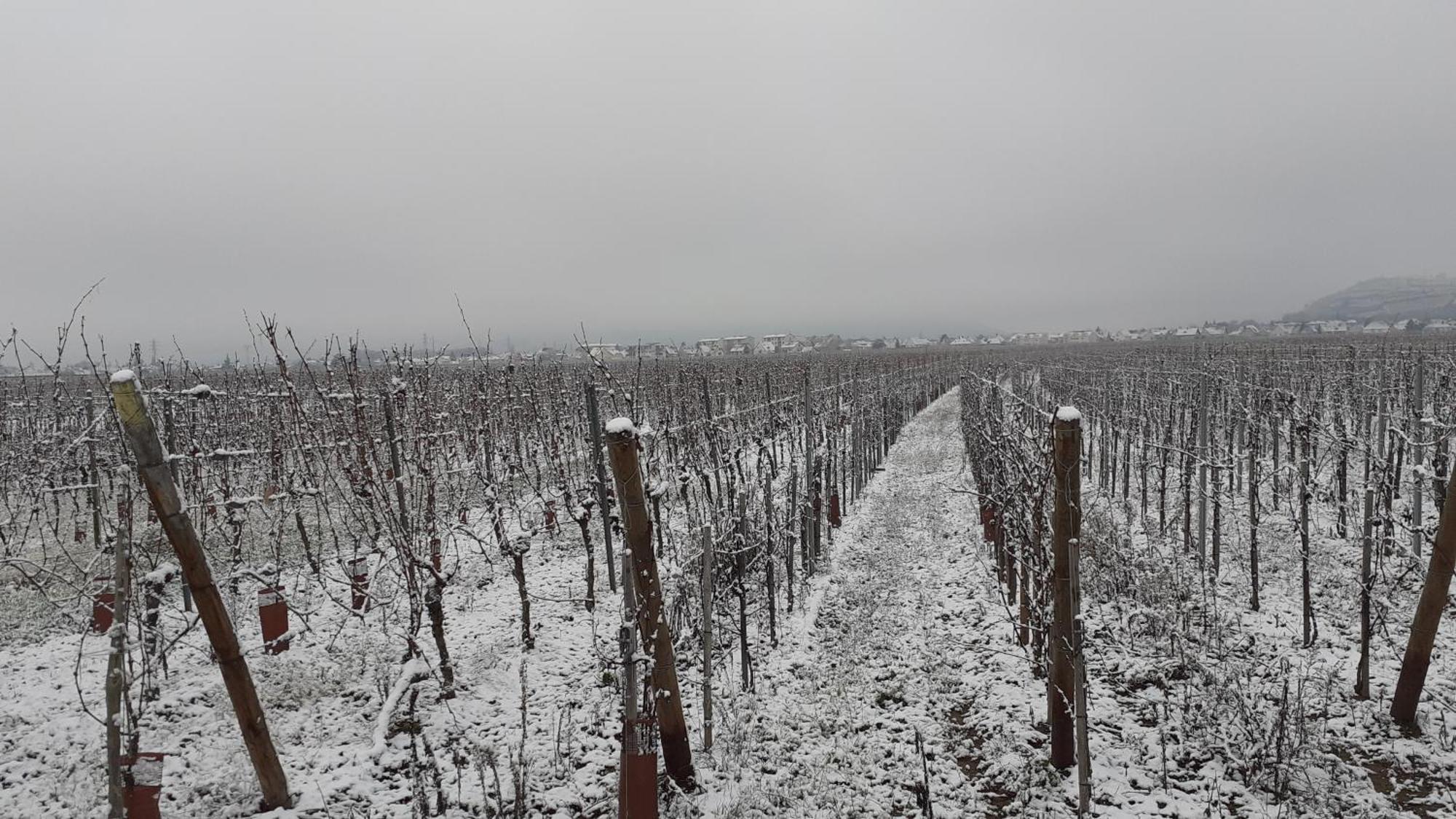 Bed and Breakfast Aux Pieds Des Vignes Ingersheim Esterno foto